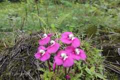 Pedicularis siphonantha